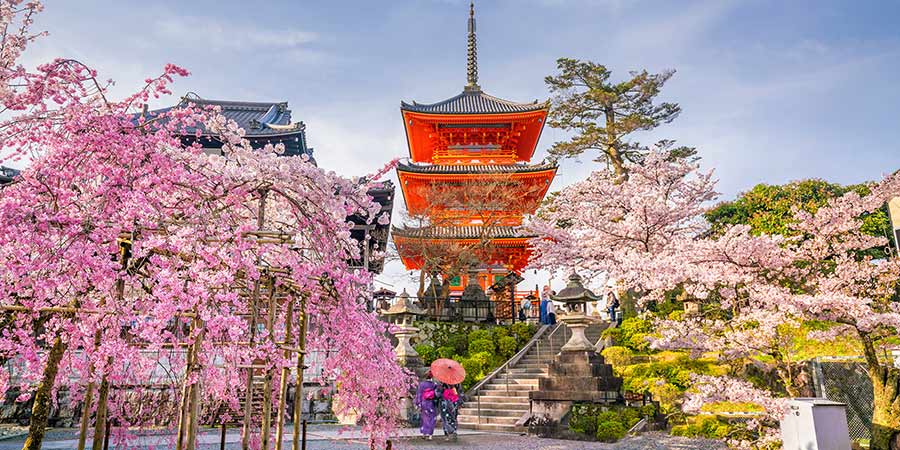 Sakura in Kyoto