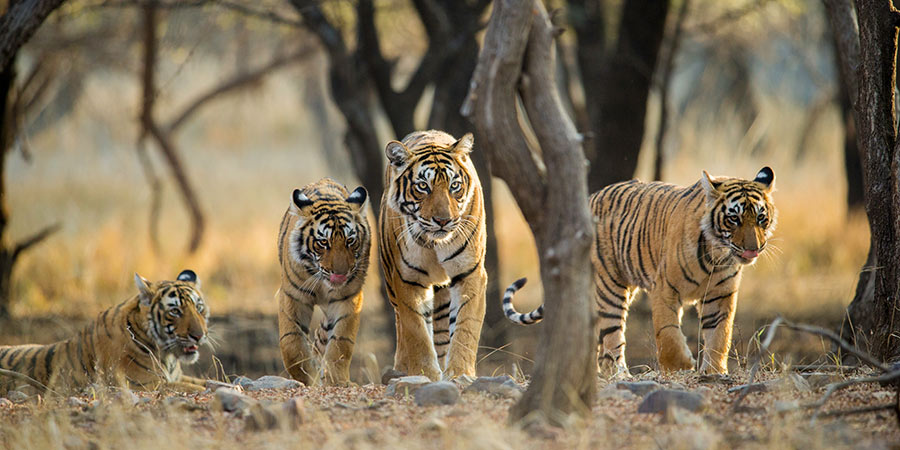 Ranthambore National Park